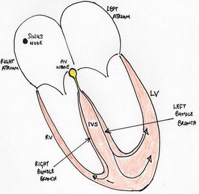 Ecg Chart Labeled